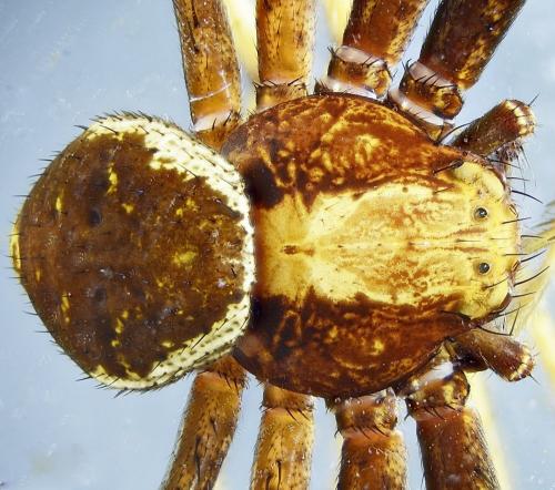 Xysticus luctator